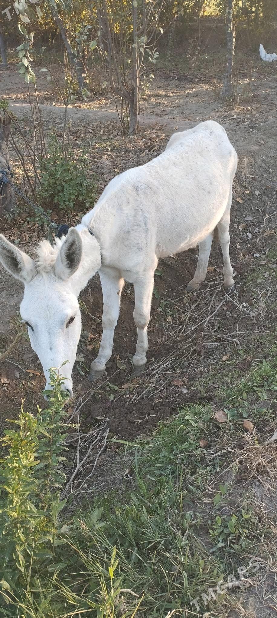 Eşek - Sakarçäge - img 4