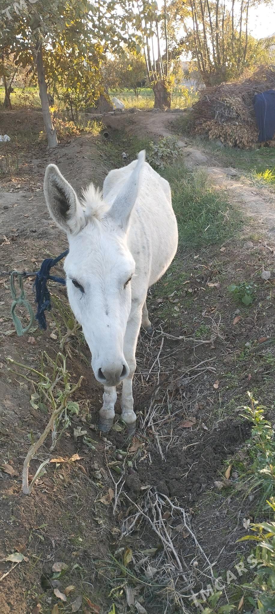 Eşek - Sakarçäge - img 2