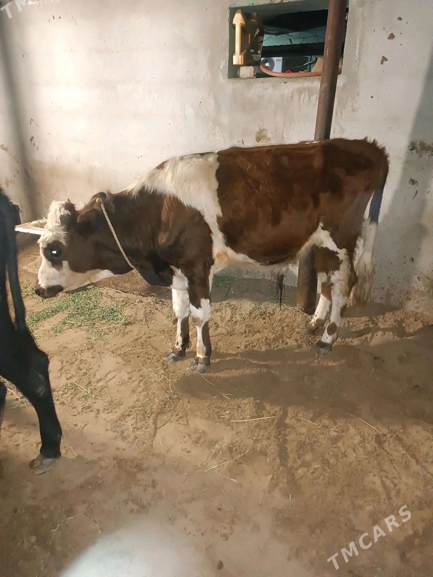 okuz - Aşgabat - img 1