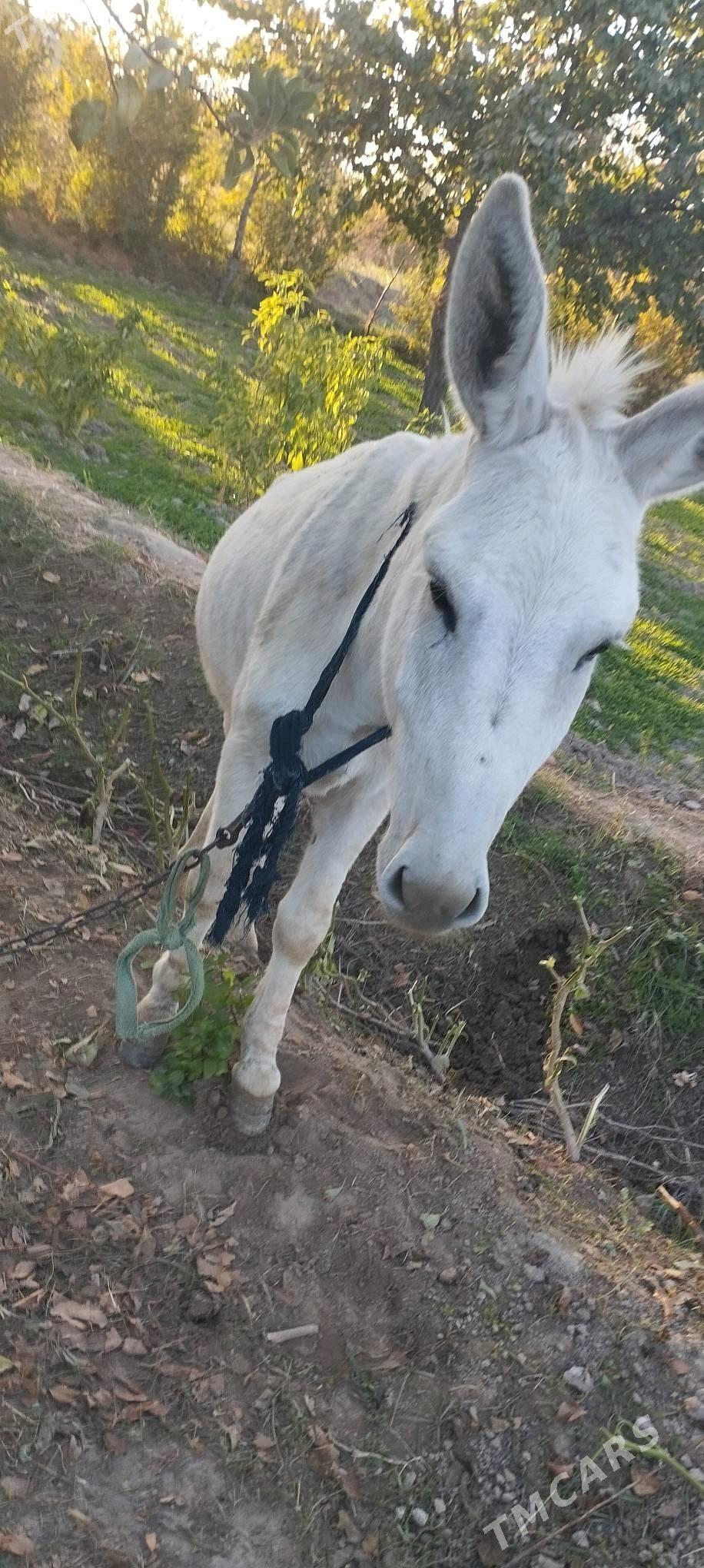 Eşek - Sakarçäge - img 1