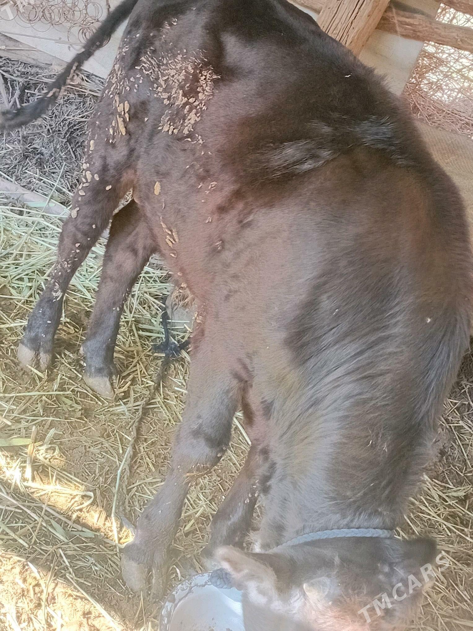 okiz - Теджен - img 1