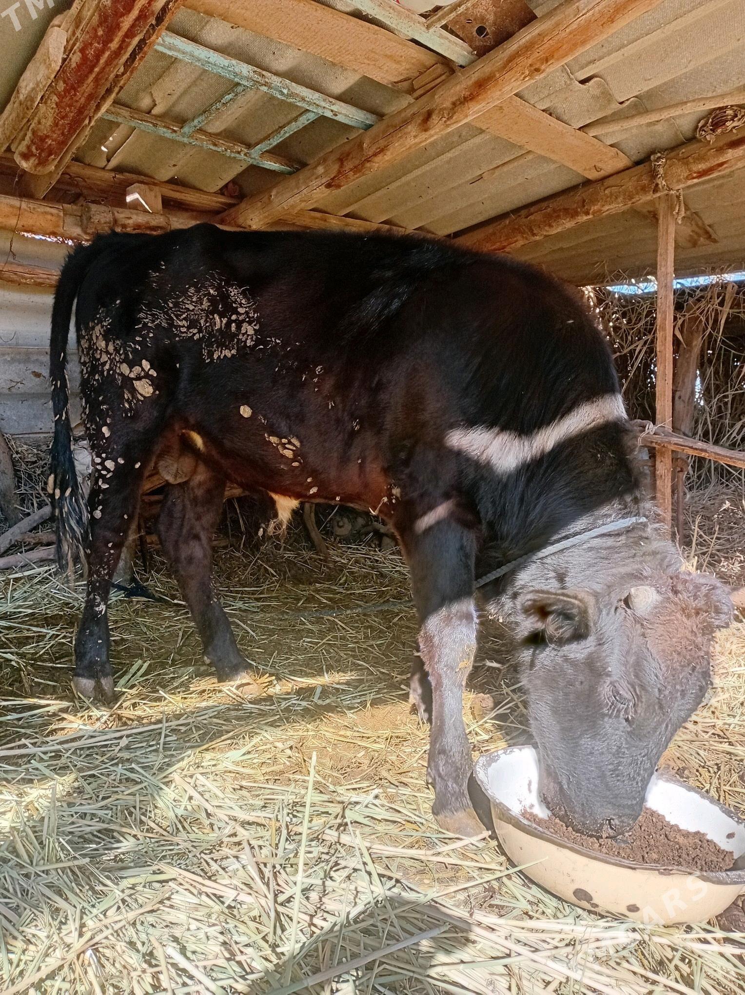 okiz - Теджен - img 2