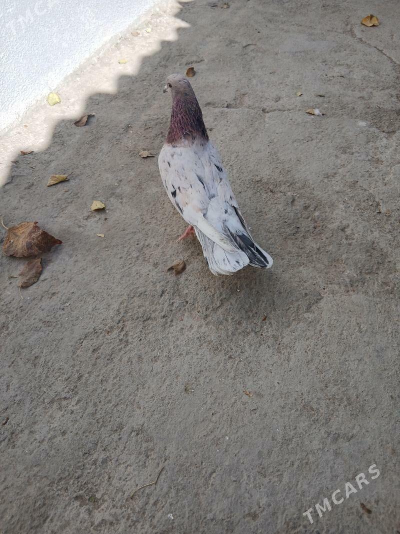 kepderi - Ашхабад - img 3