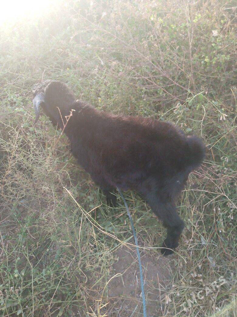 teke - Farap - img 4