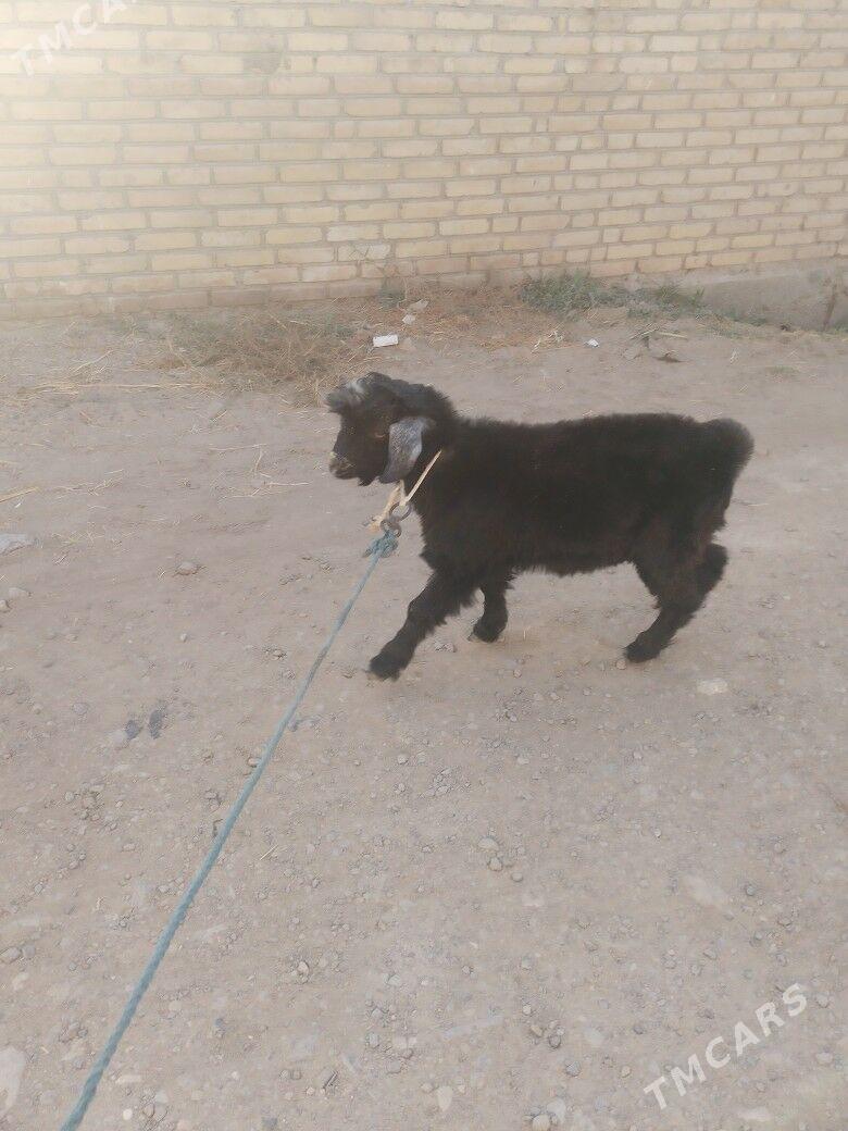 teke - Farap - img 1