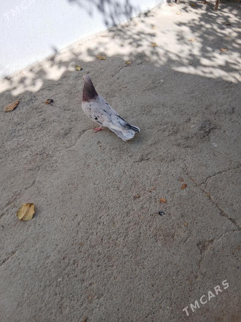 kepderi - Ашхабад - img 6