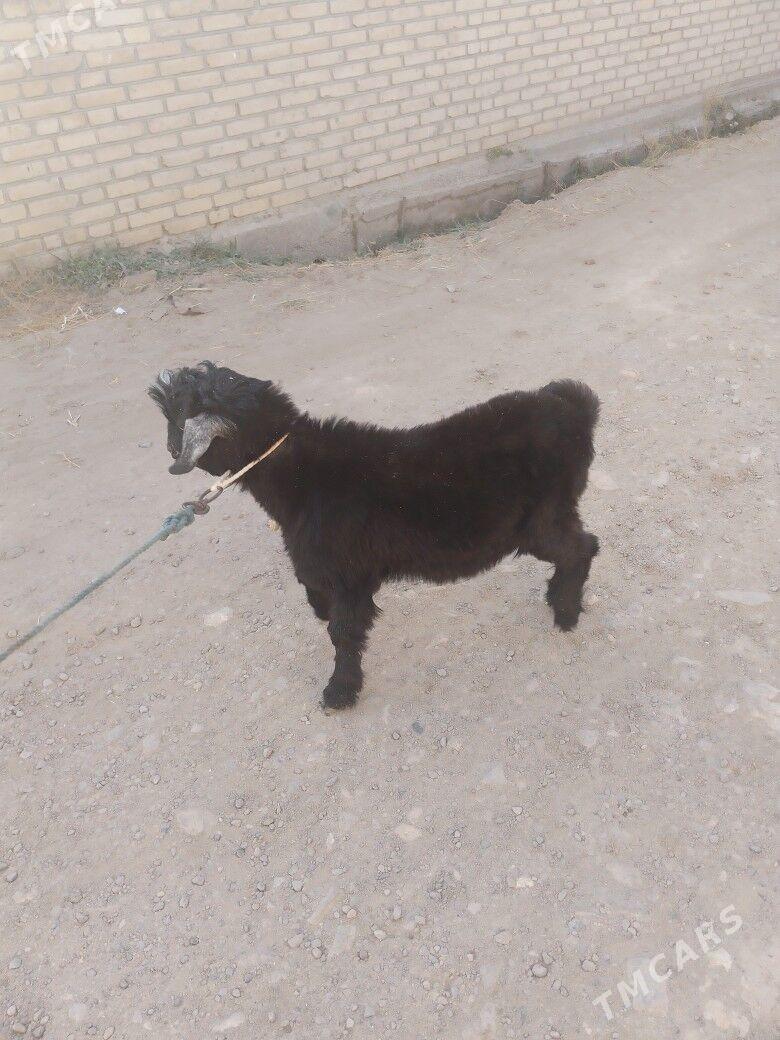 teke - Farap - img 2