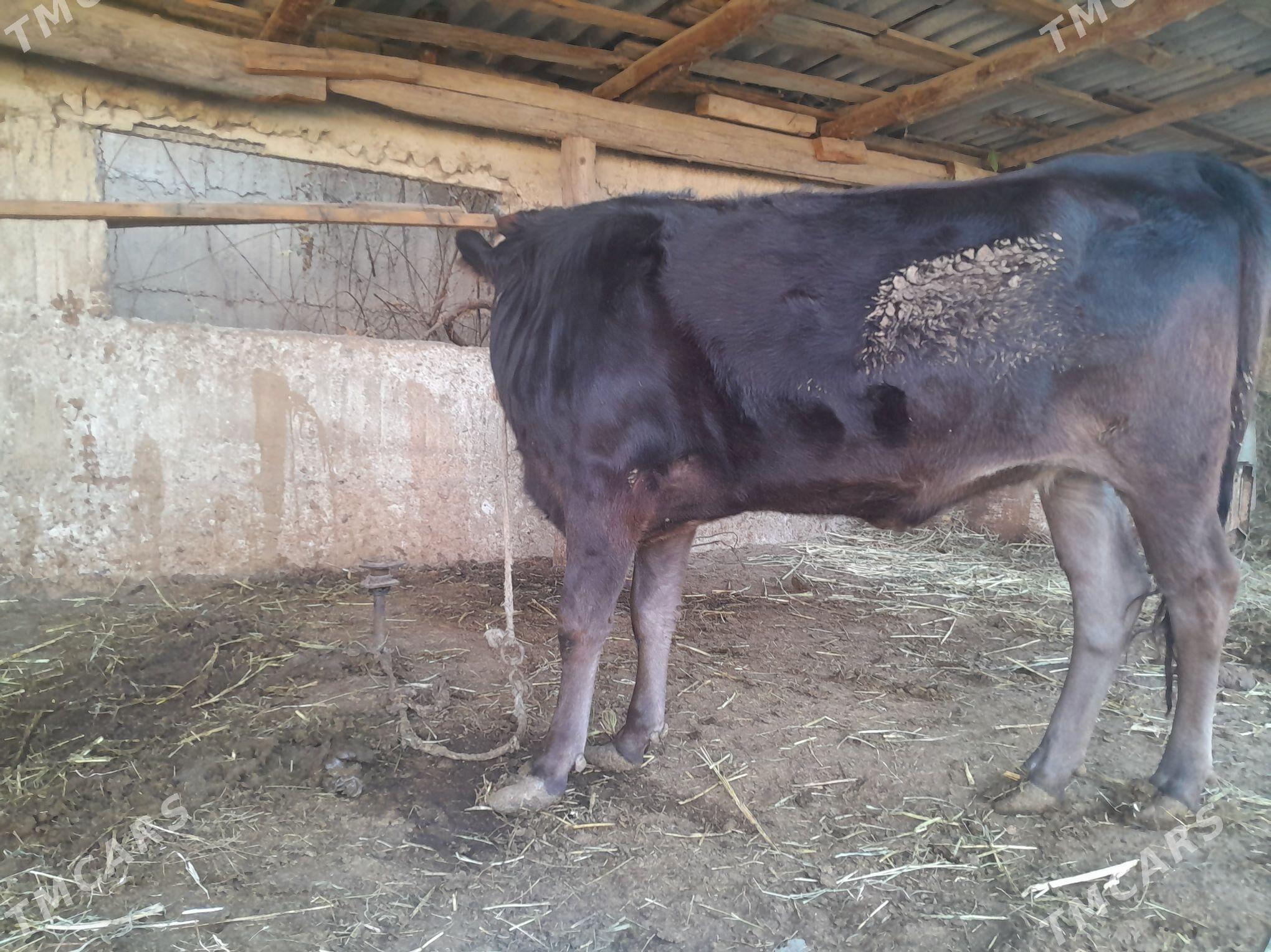 Tuwe - Гёкдепе - img 2