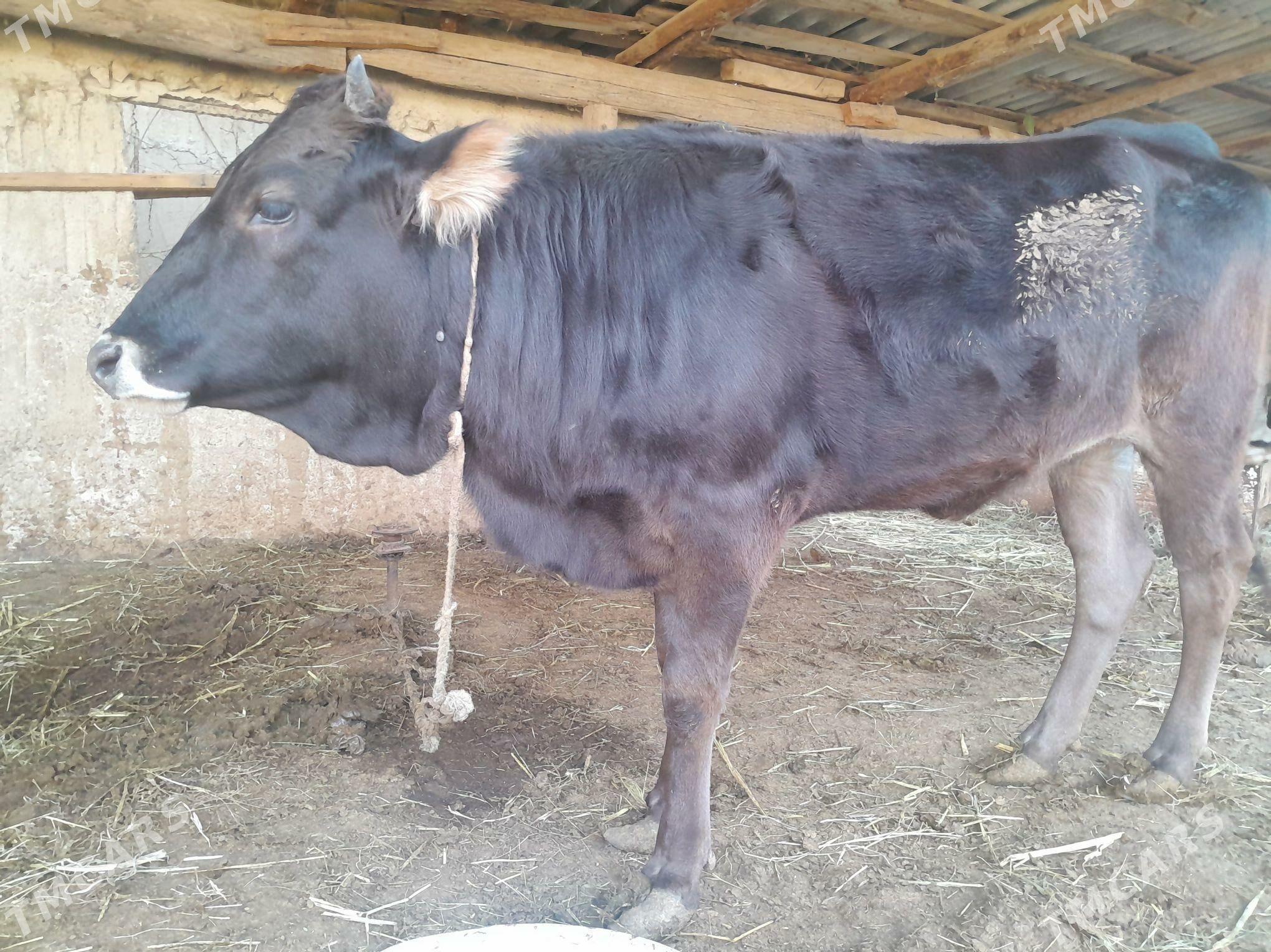 Tuwe - Гёкдепе - img 4