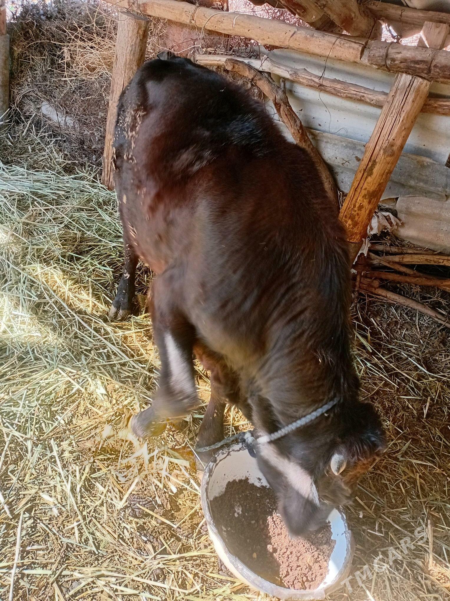 okiz - Теджен - img 3