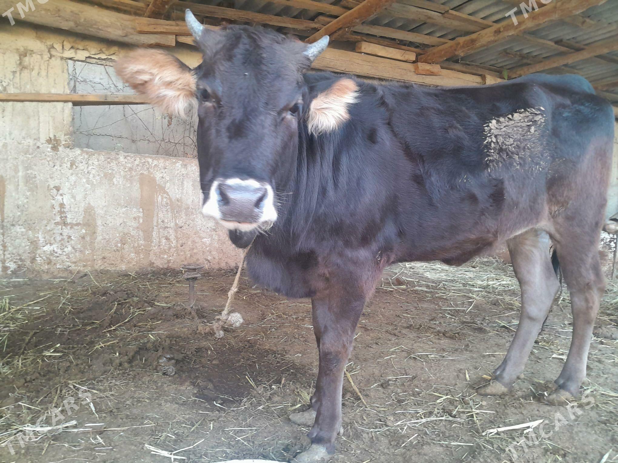 Tuwe - Гёкдепе - img 3