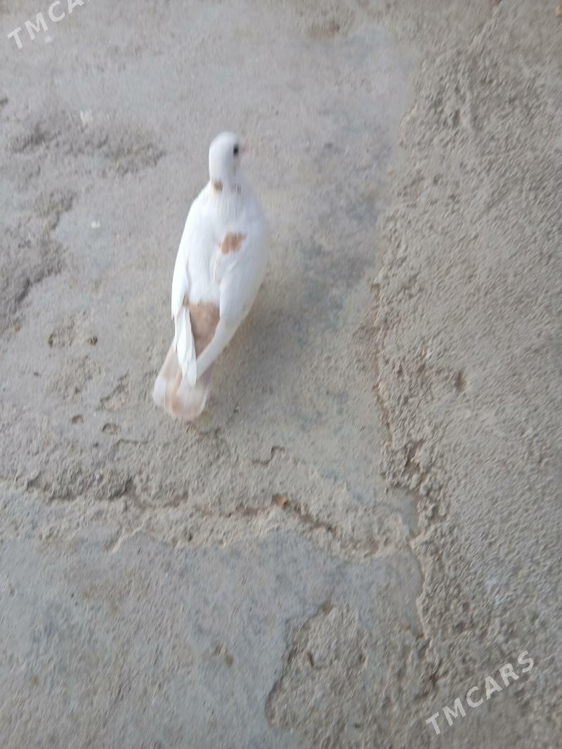 kepderi - Ашхабад - img 5