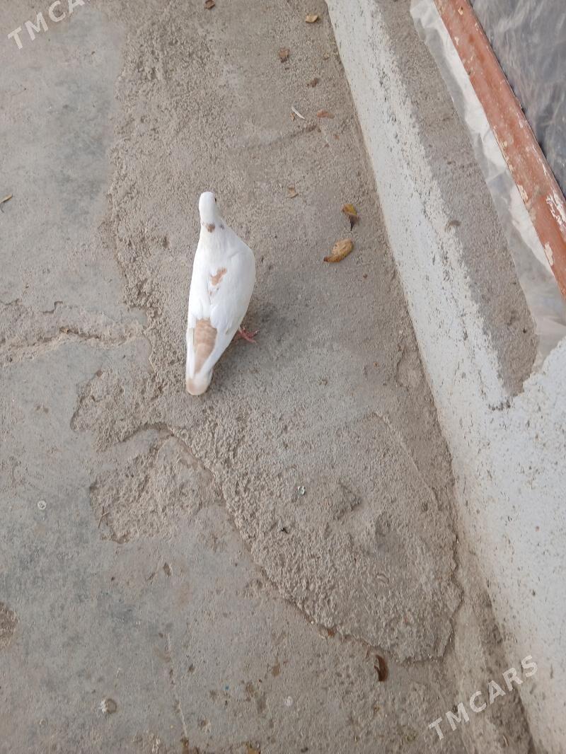 kepderi - Ашхабад - img 3