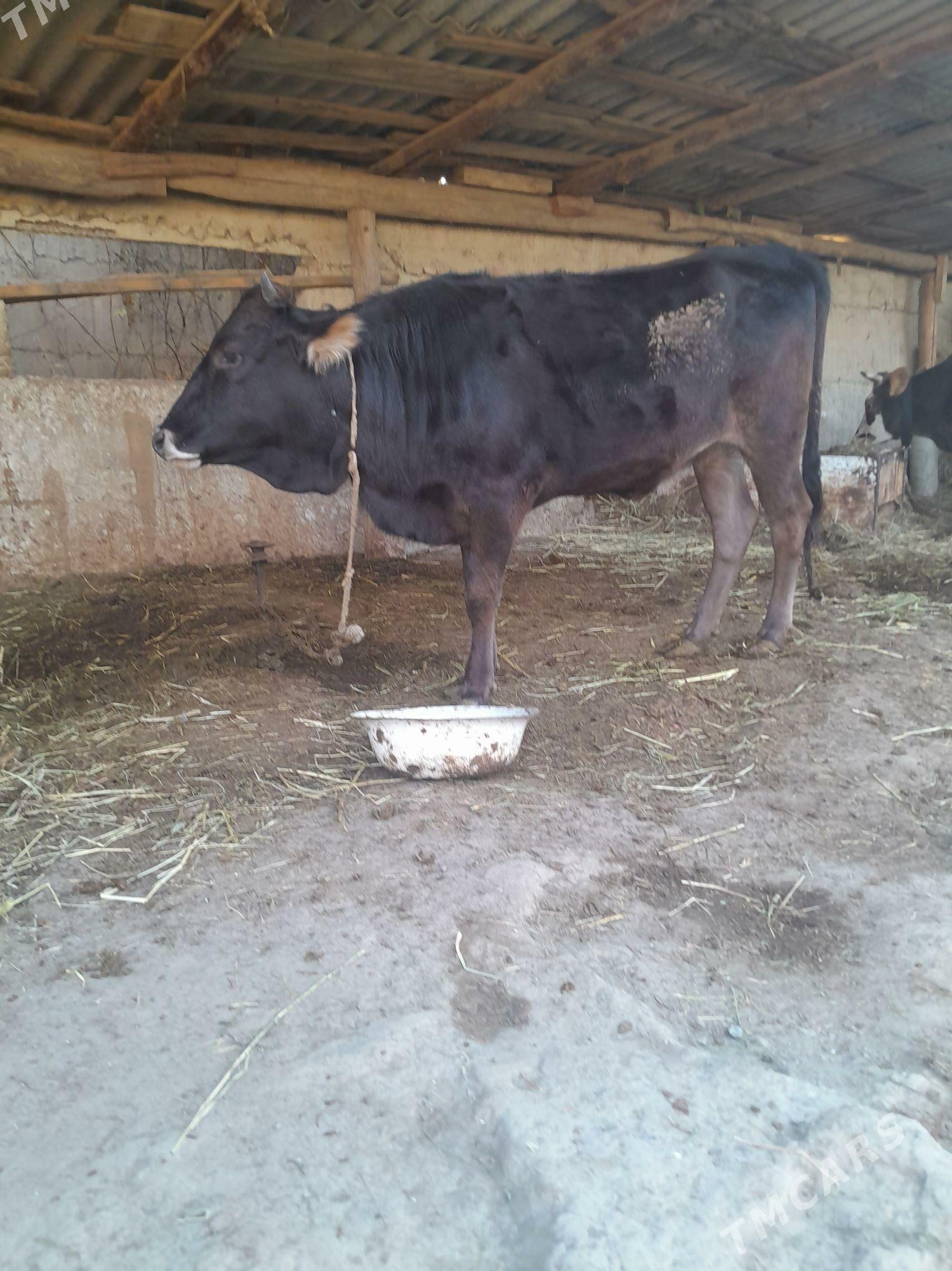 Tuwe - Гёкдепе - img 5