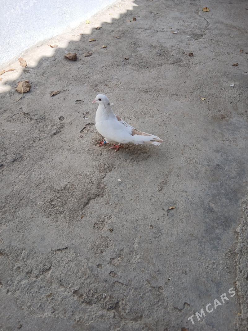 kepderi - Ашхабад - img 4