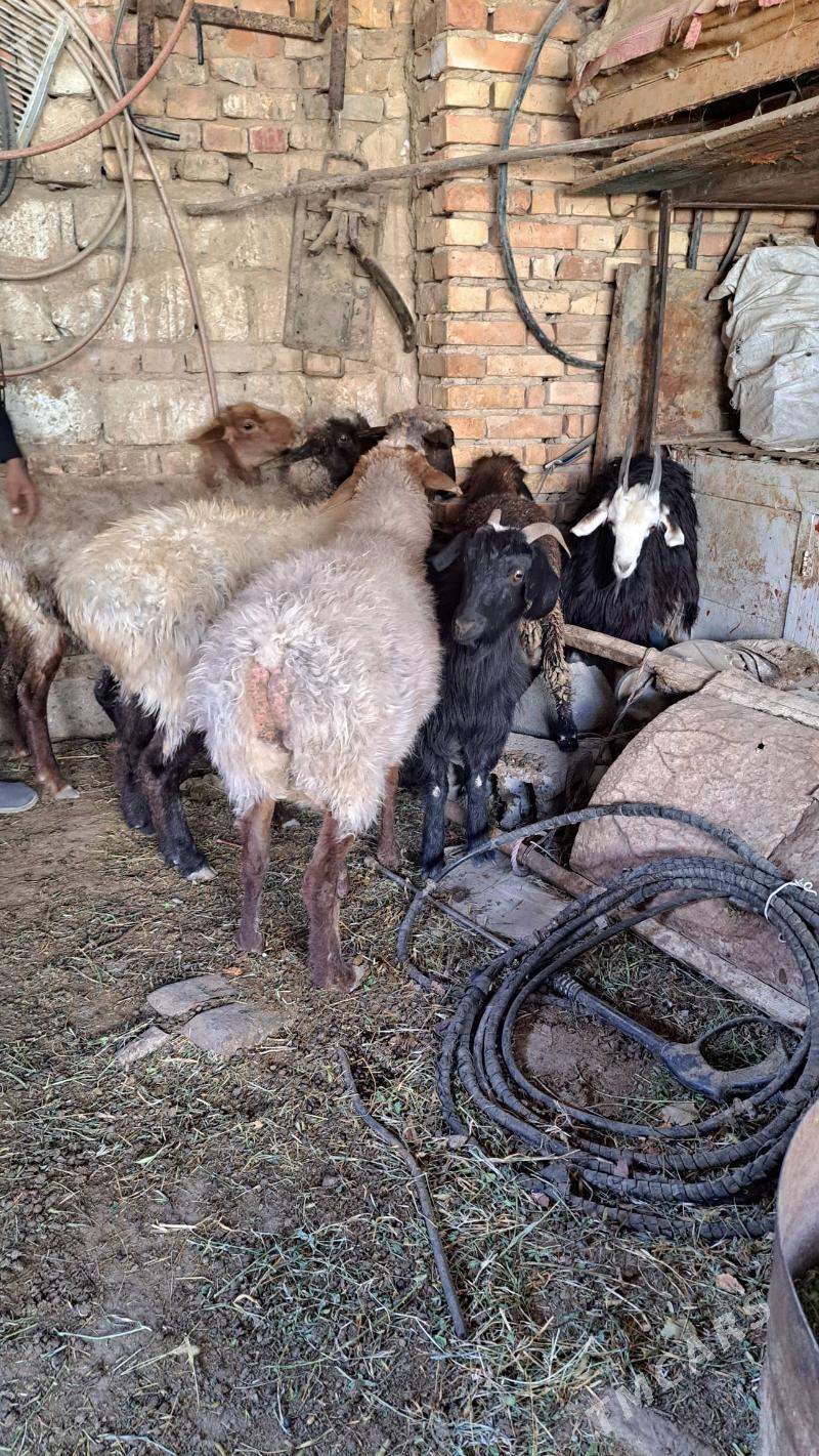 goýun - Gyzylarbat - img 5