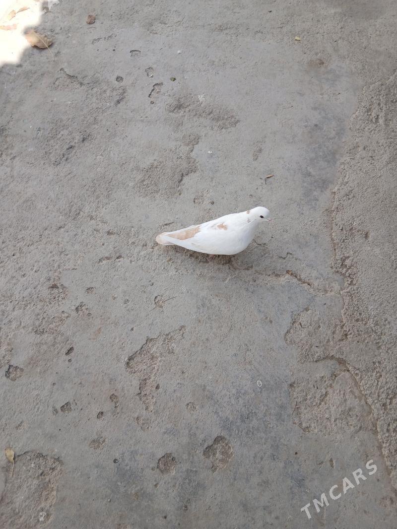 kepderi - Ашхабад - img 2