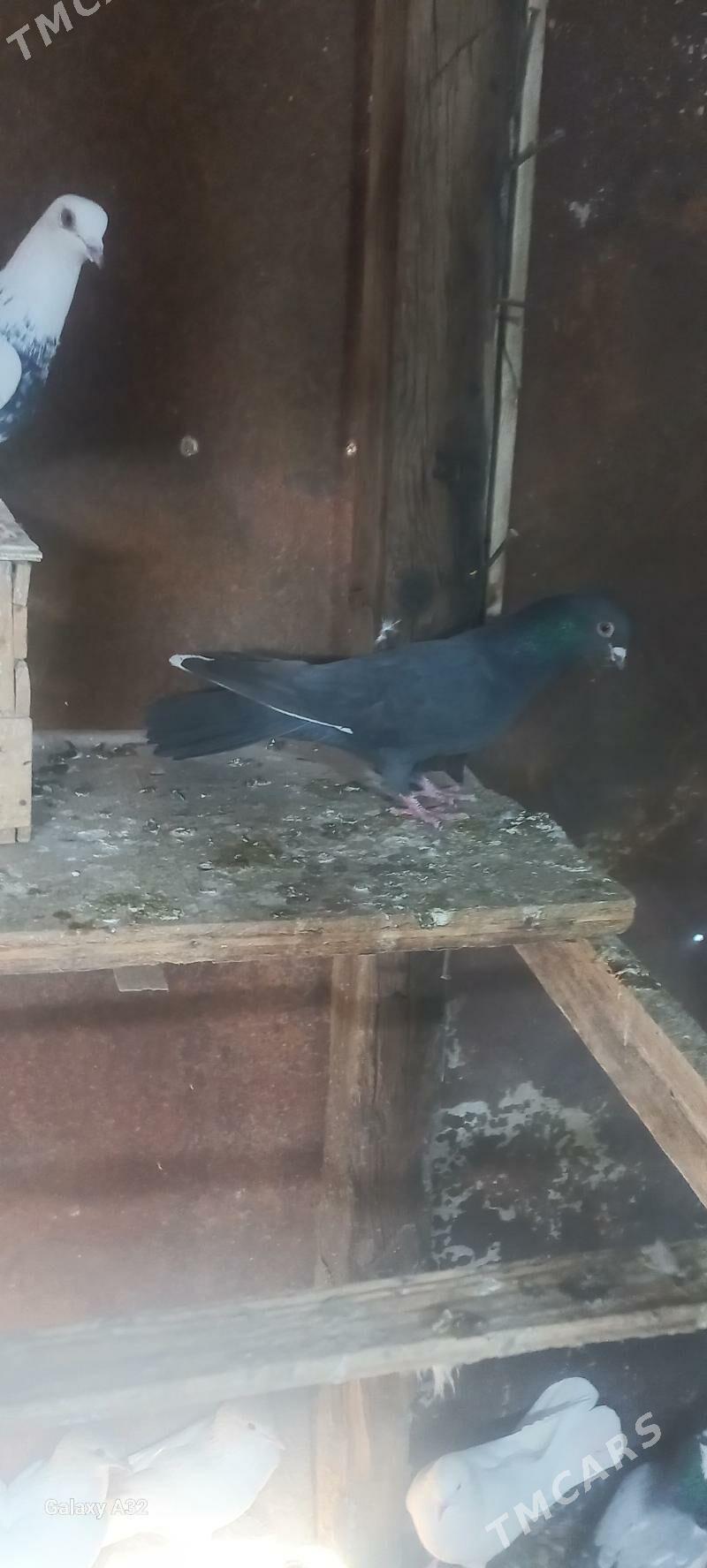 kepderi - Балканабат - img 3