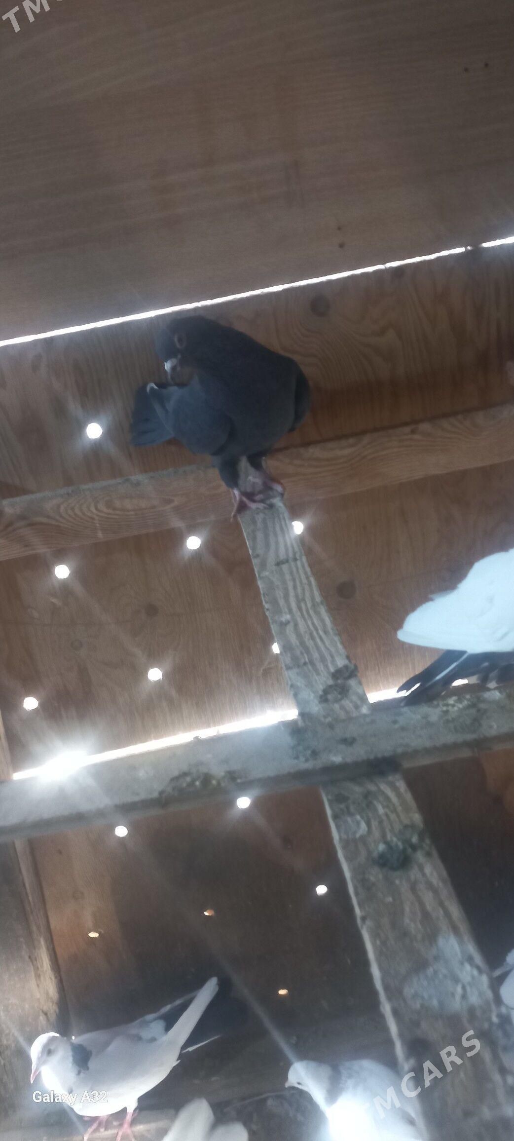 kepderi - Балканабат - img 2