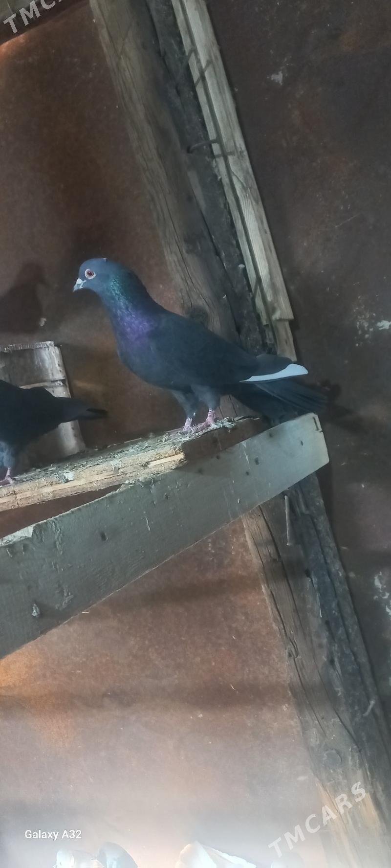 kepderi - Балканабат - img 1