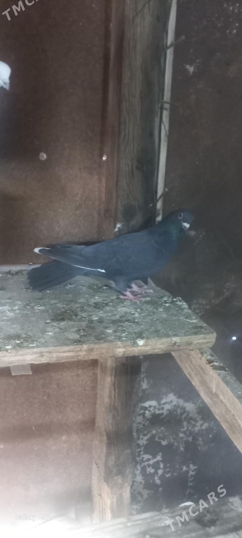 kepderi - Балканабат - img 4