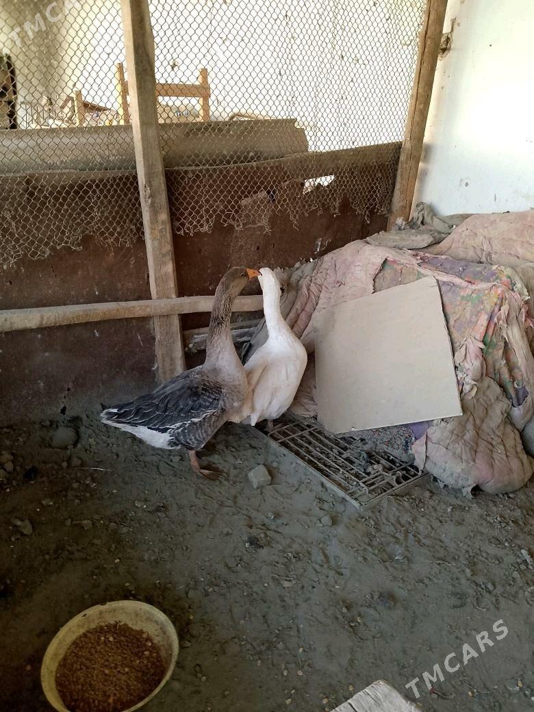 GUSS GUWA GAZ - Tejen - img 2