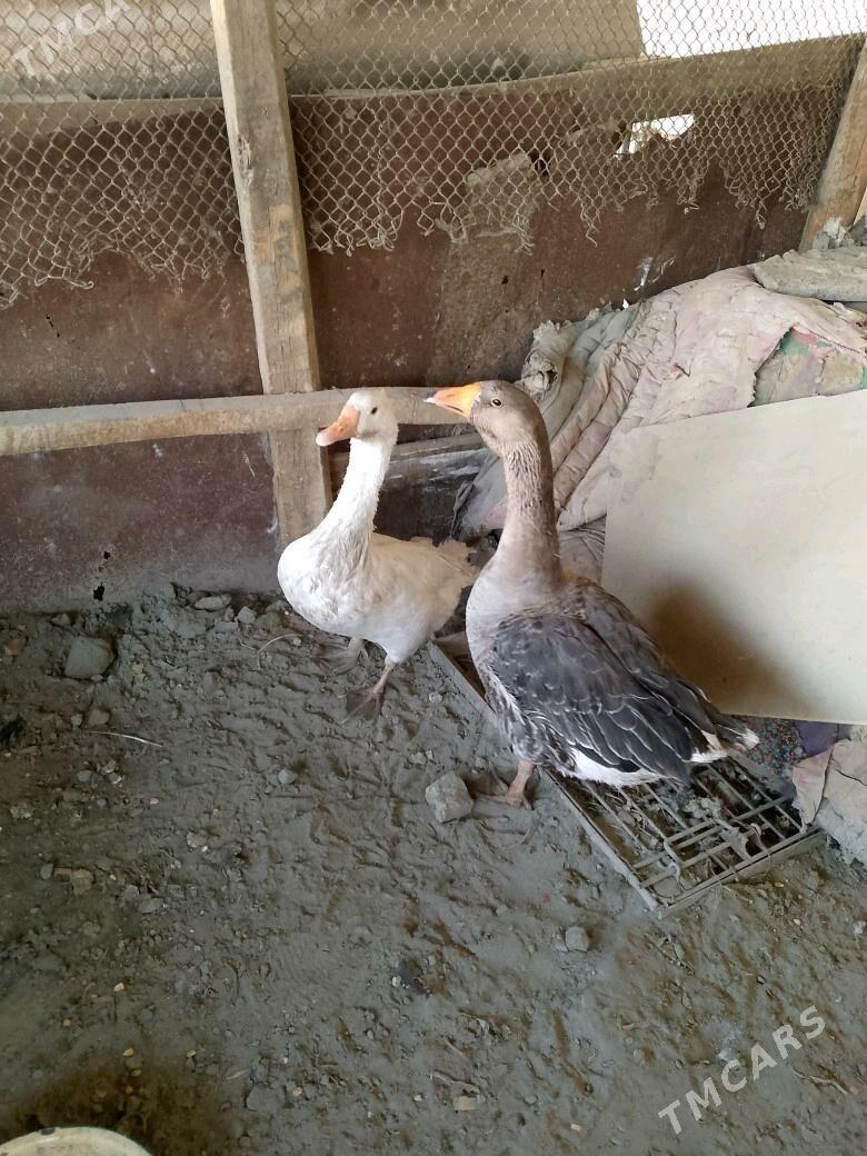 GUSS GUWA GAZ - Tejen - img 1