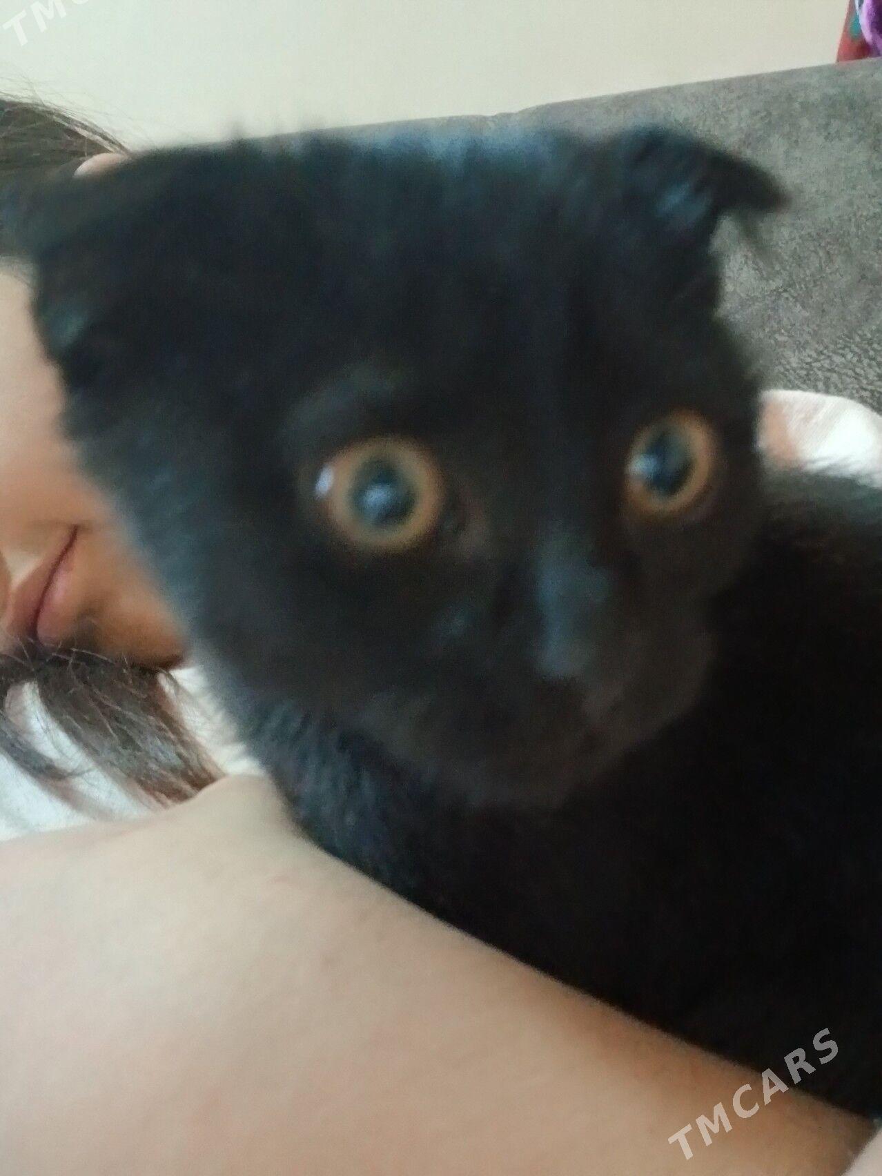 веслаухий котёнок - Туркменабат - img 2