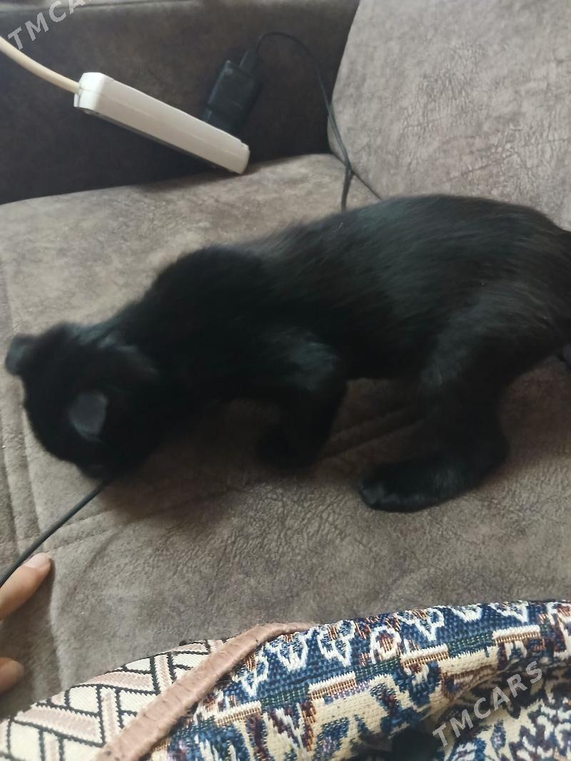 веслаухий котёнок - Туркменабат - img 5