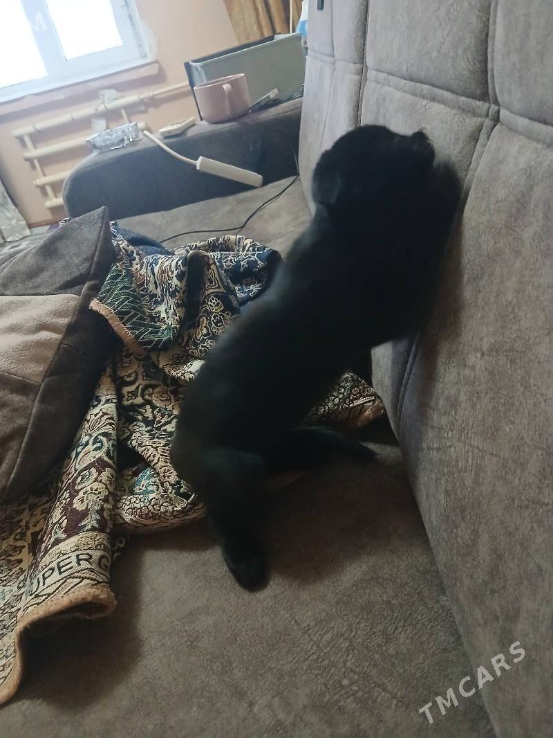 веслаухий котёнок - Туркменабат - img 4