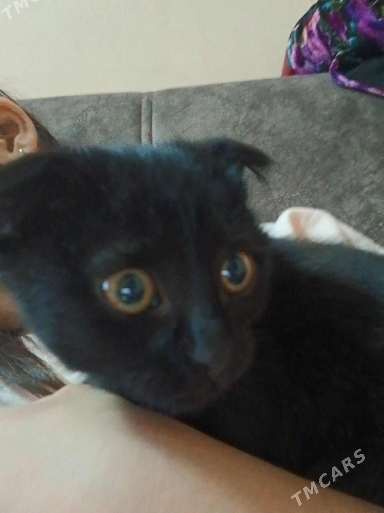 веслаухий котёнок - Туркменабат - img 3