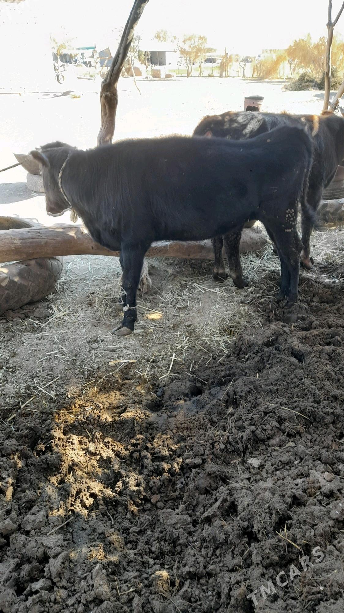 tuwe - Babadaýhan - img 3