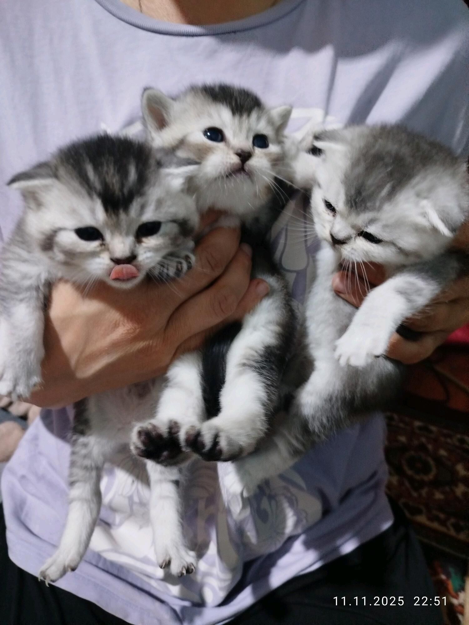 шотландские котята - Aşgabat - img 1