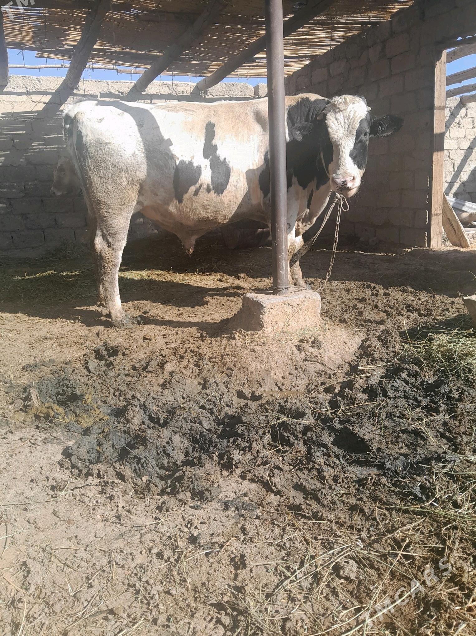 golsteyin howur okuz - Büzmeýin - img 1