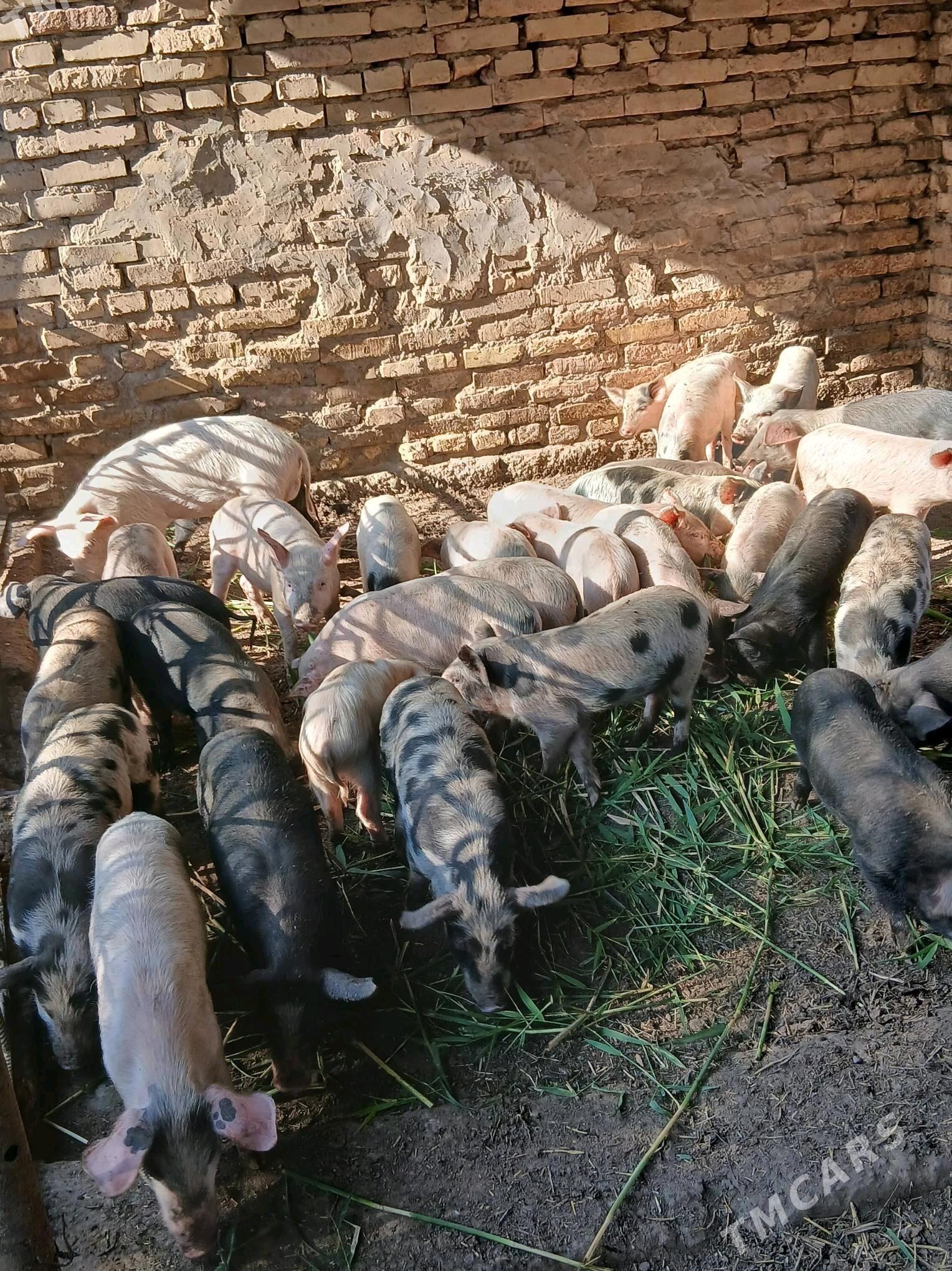 Donuz - Çärjew - img 3