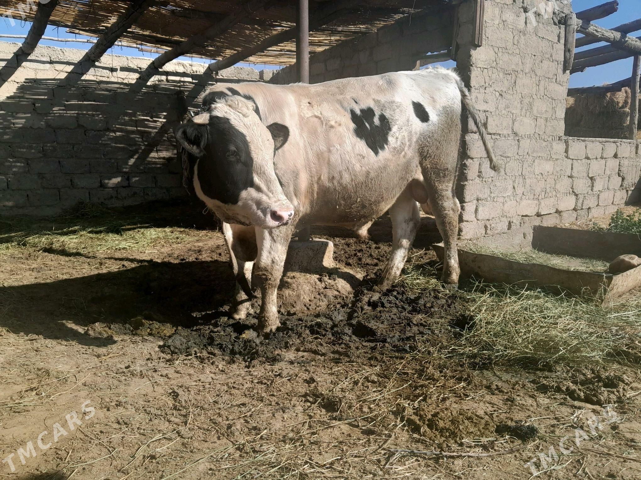 golsteyin howur okuz - Büzmeýin - img 3