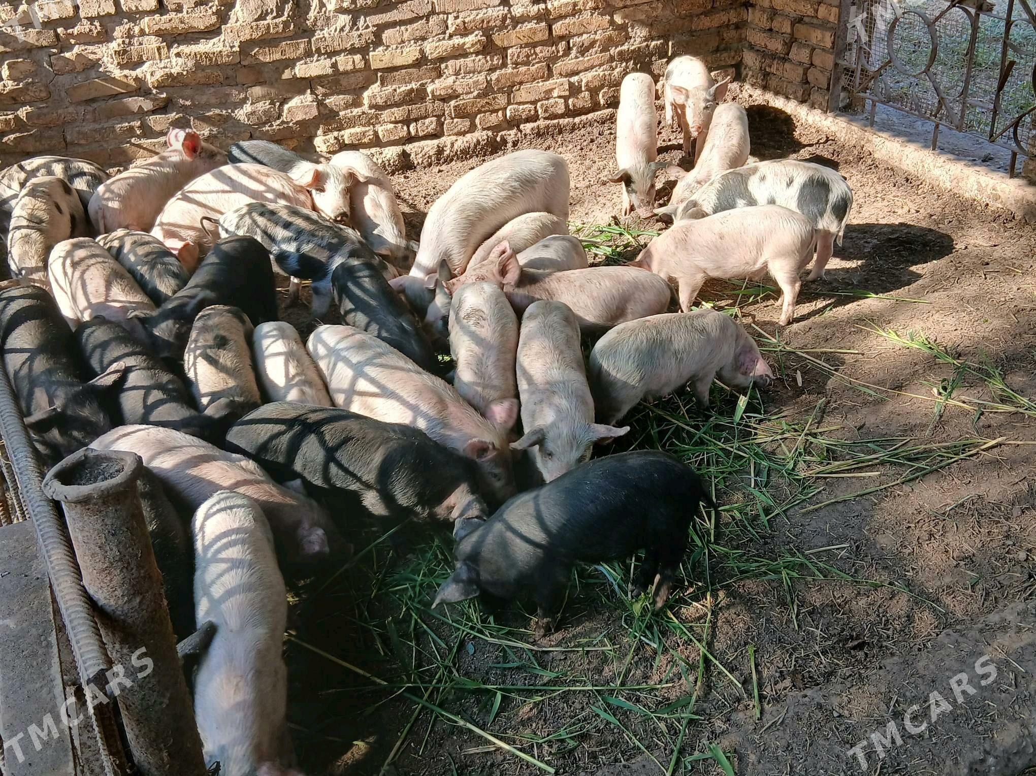 Donuz - Çärjew - img 2