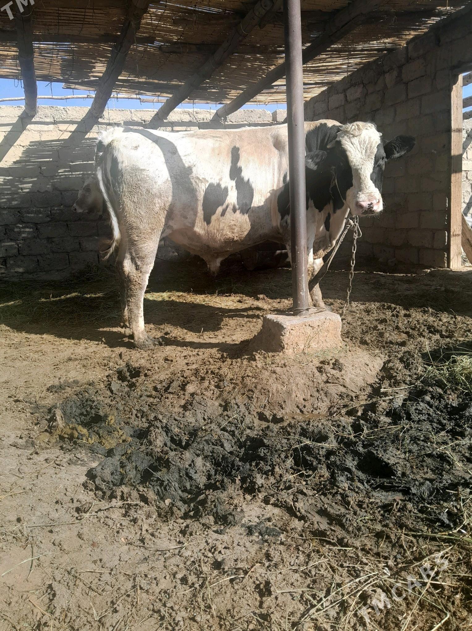 golsteyin howur okuz - Büzmeýin - img 5