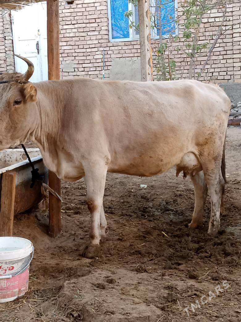 Göleli sygyr - Çoganly - img 2