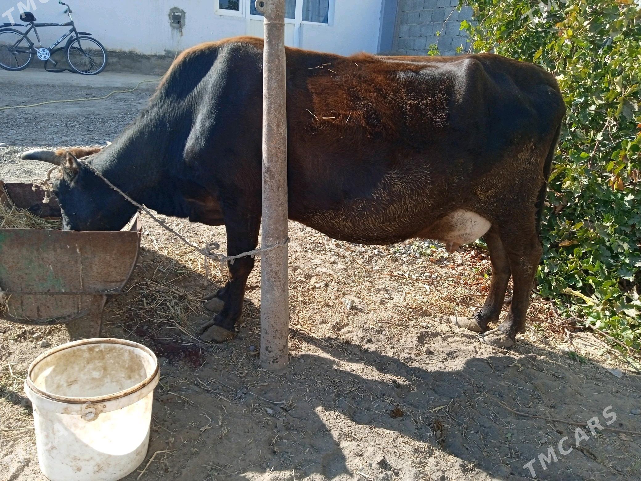 Boğaz sygyr - Бузмеин - img 4