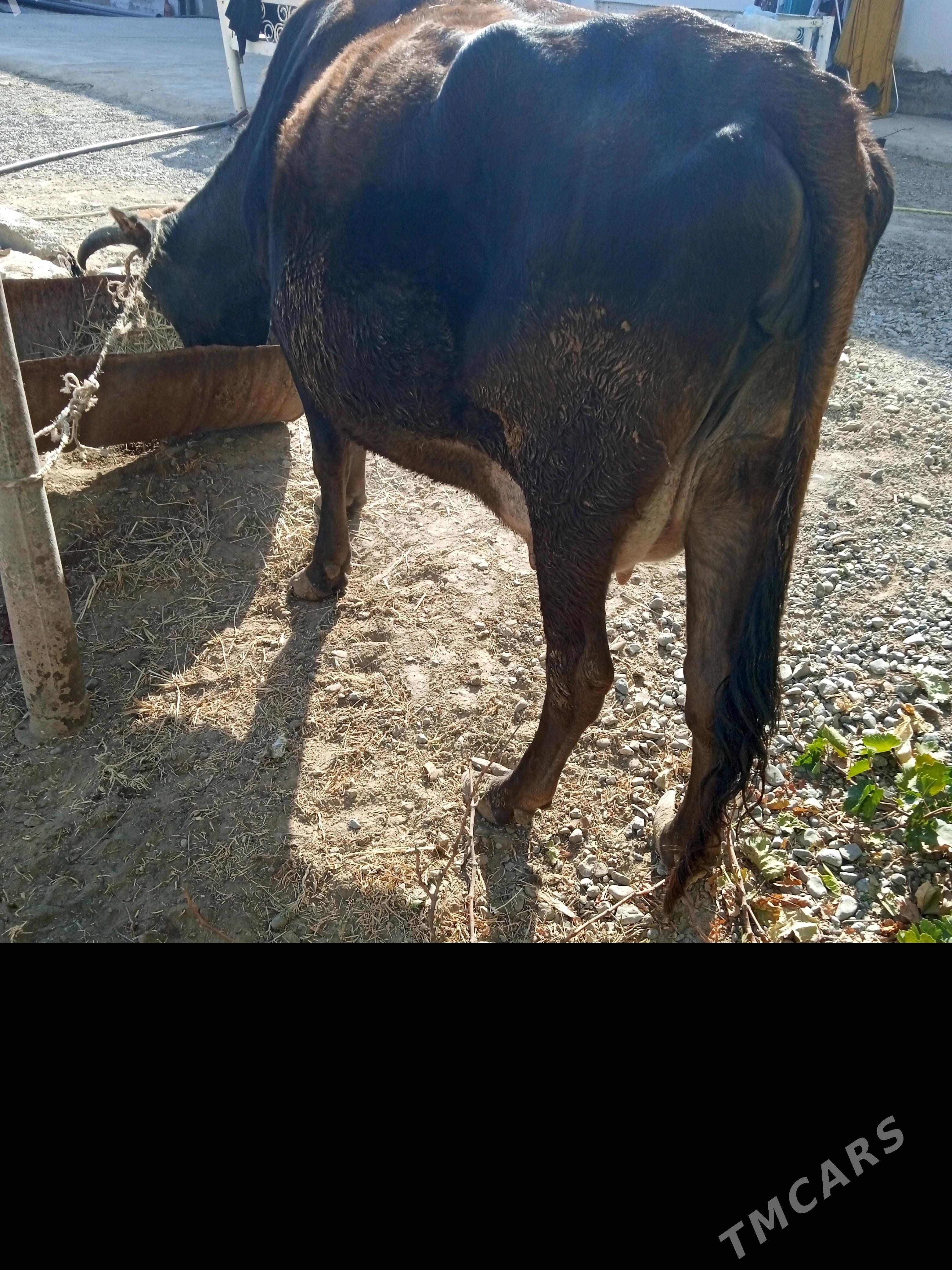 Boğaz sygyr - Бузмеин - img 5