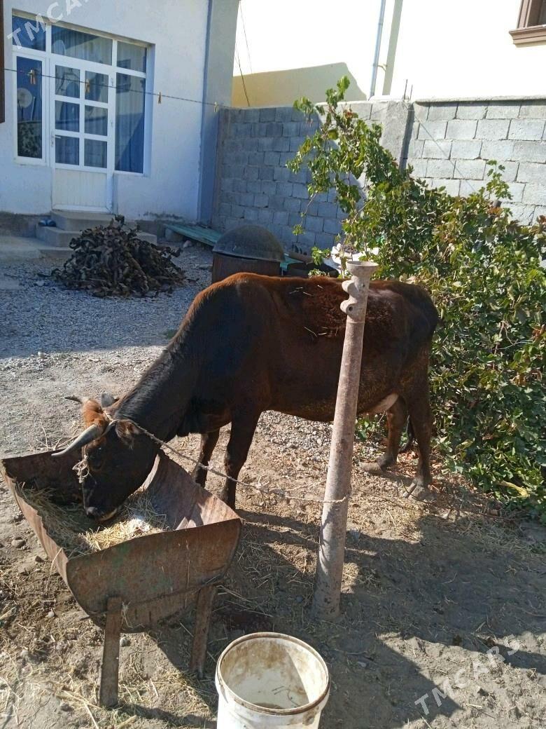 Boğaz sygyr - Бузмеин - img 1