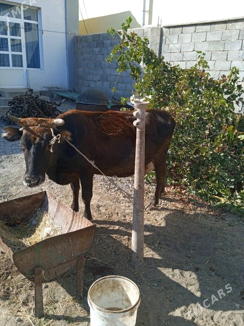 Boğaz sygyr - Бузмеин - img 3