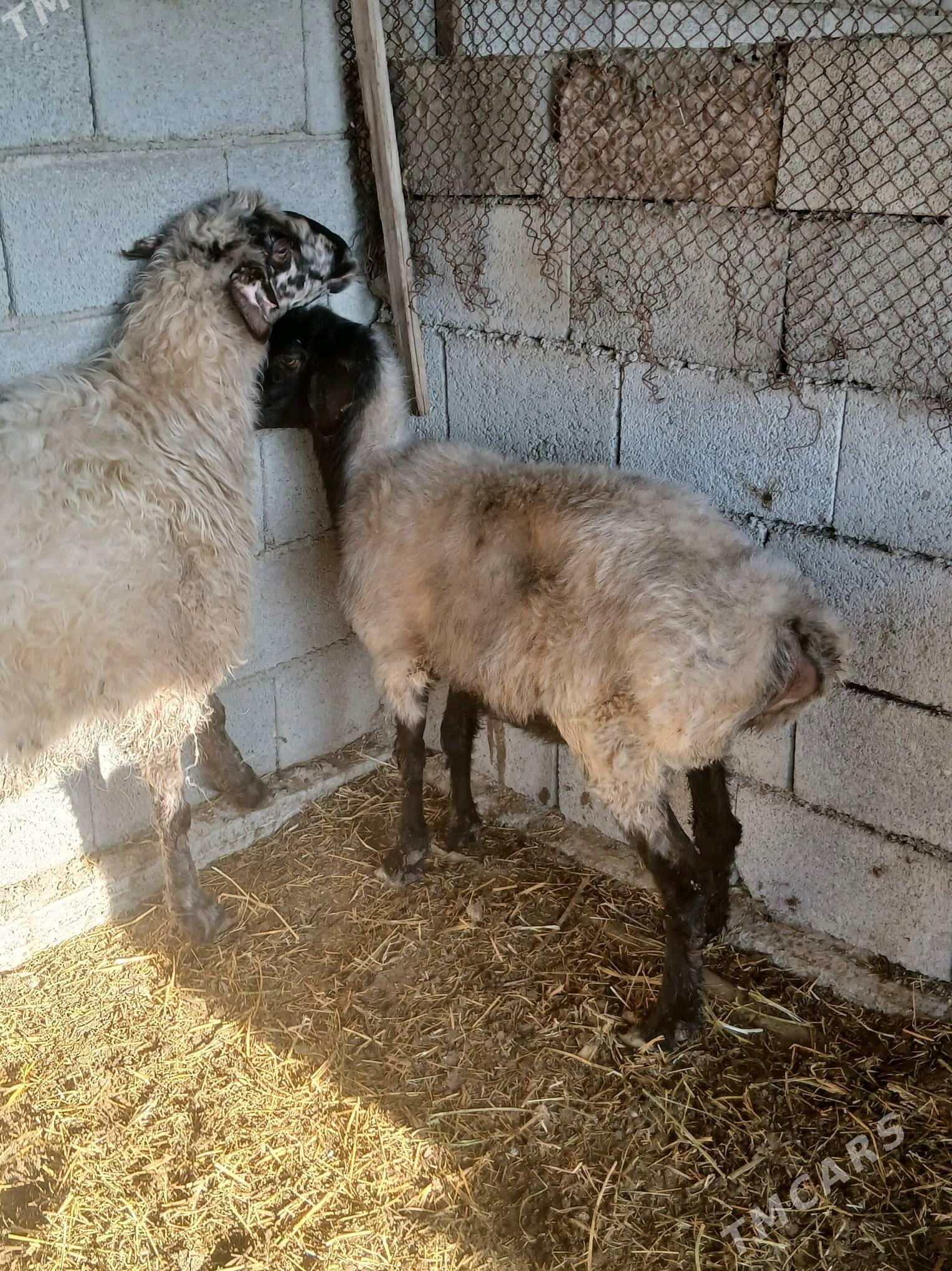 goÿun - Яшлык - img 3