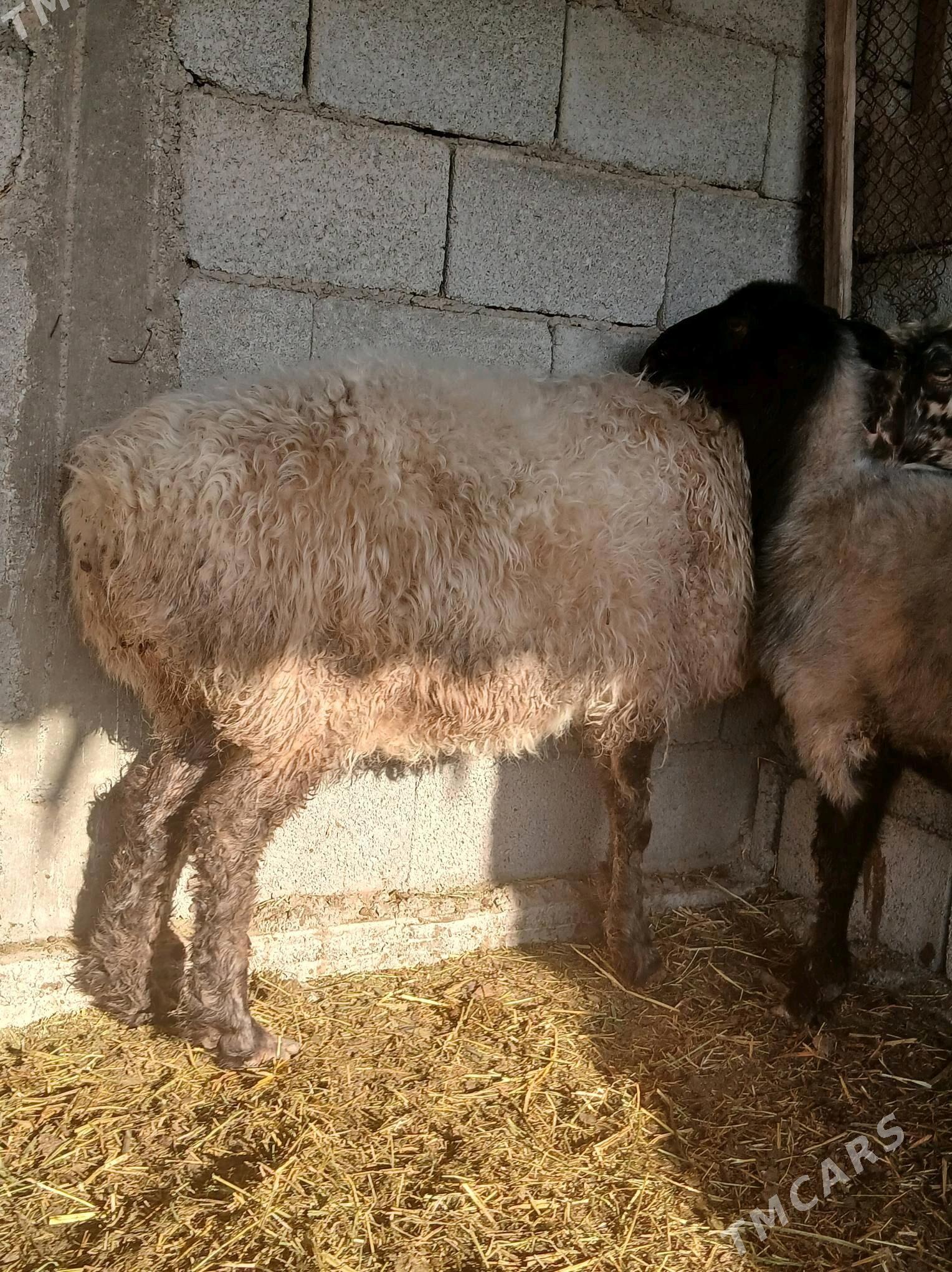 goÿun - Яшлык - img 2