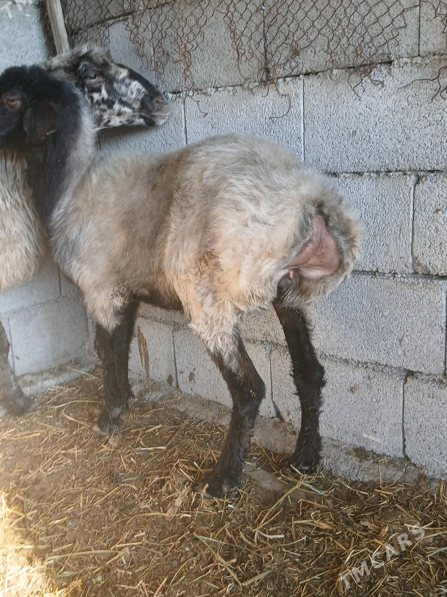 goÿun - Яшлык - img 4