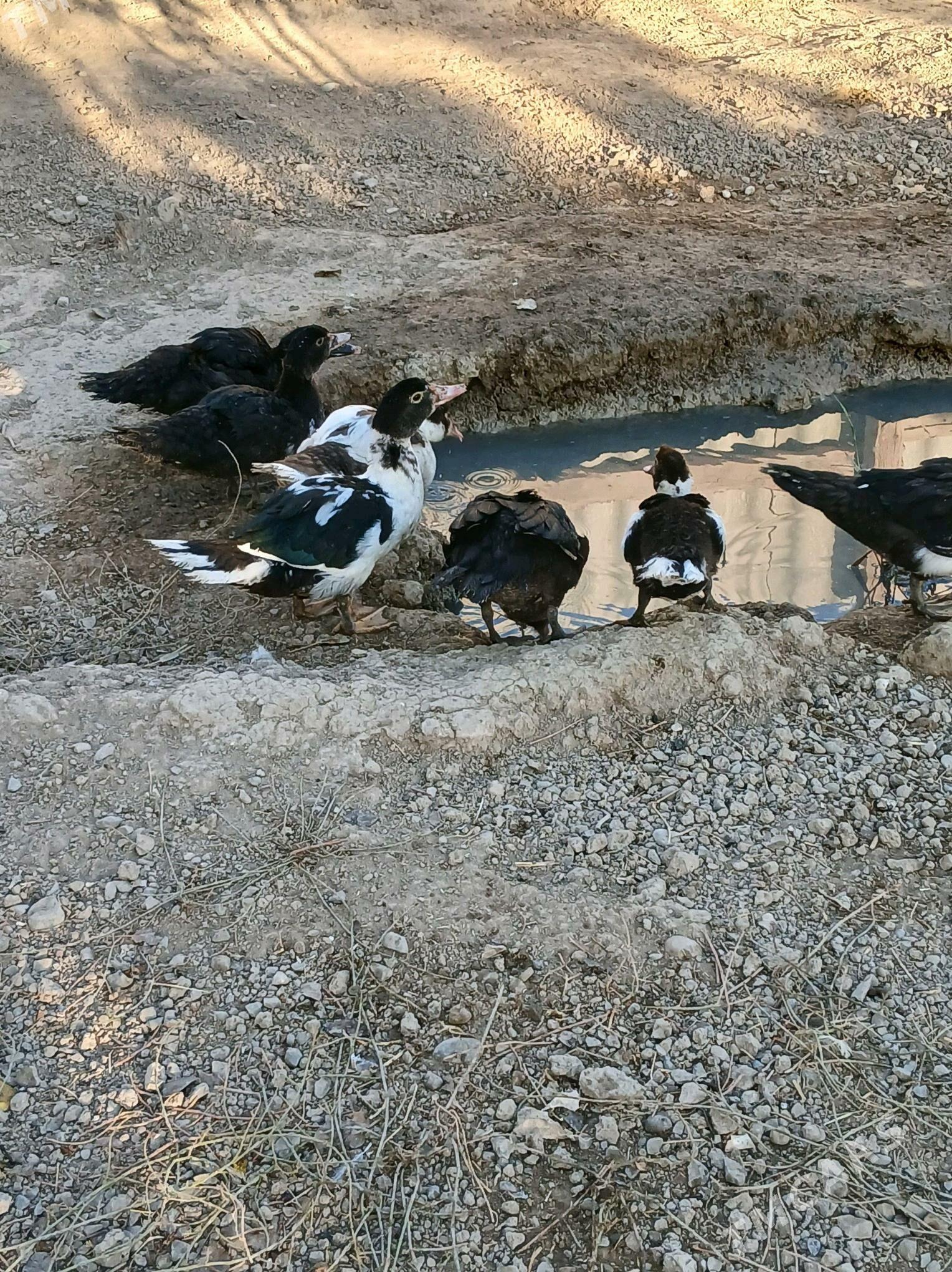 indawutga ordek - Кака - img 2