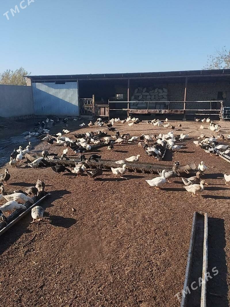 ördek gak gak - Байрамали - img 3