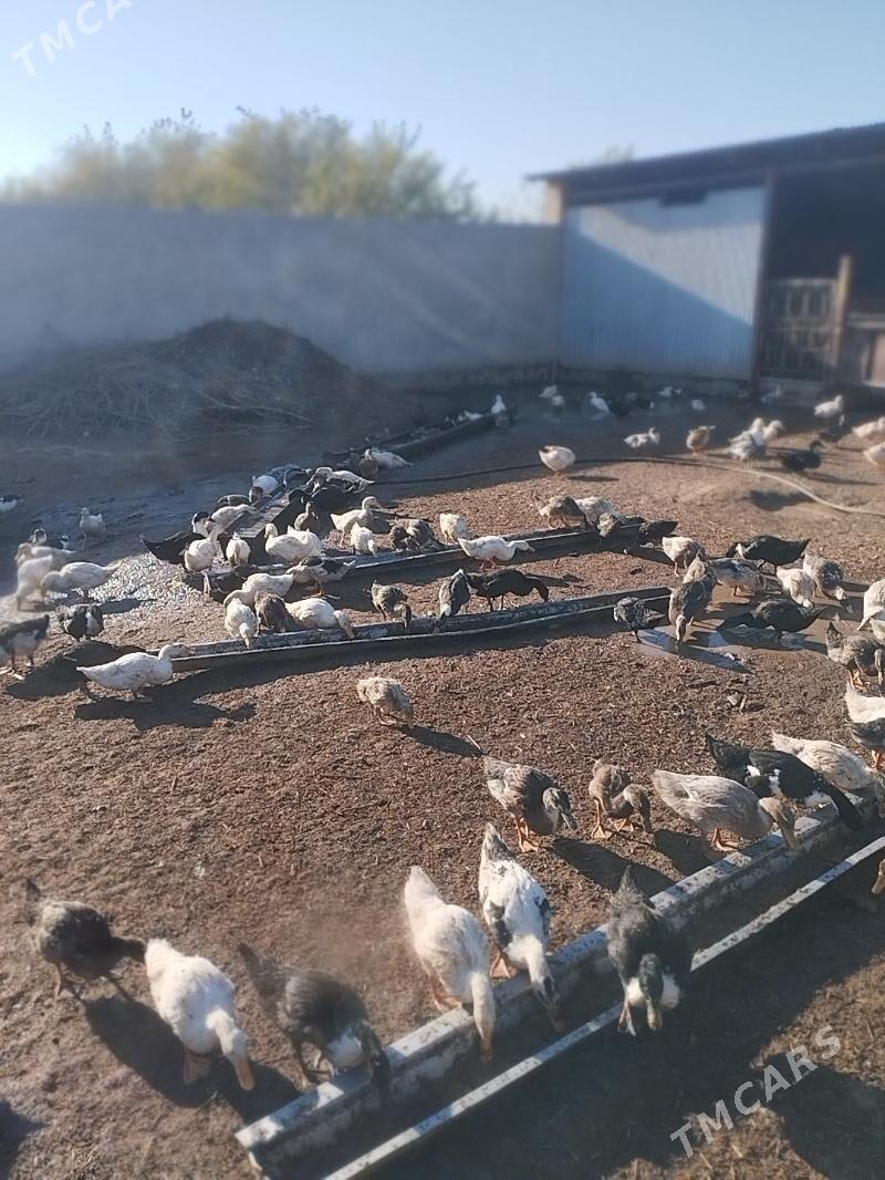 ördek gak gak - Байрамали - img 2