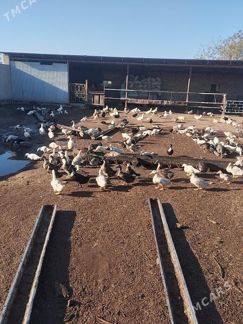 ördek gak gak - Байрамали - img 1